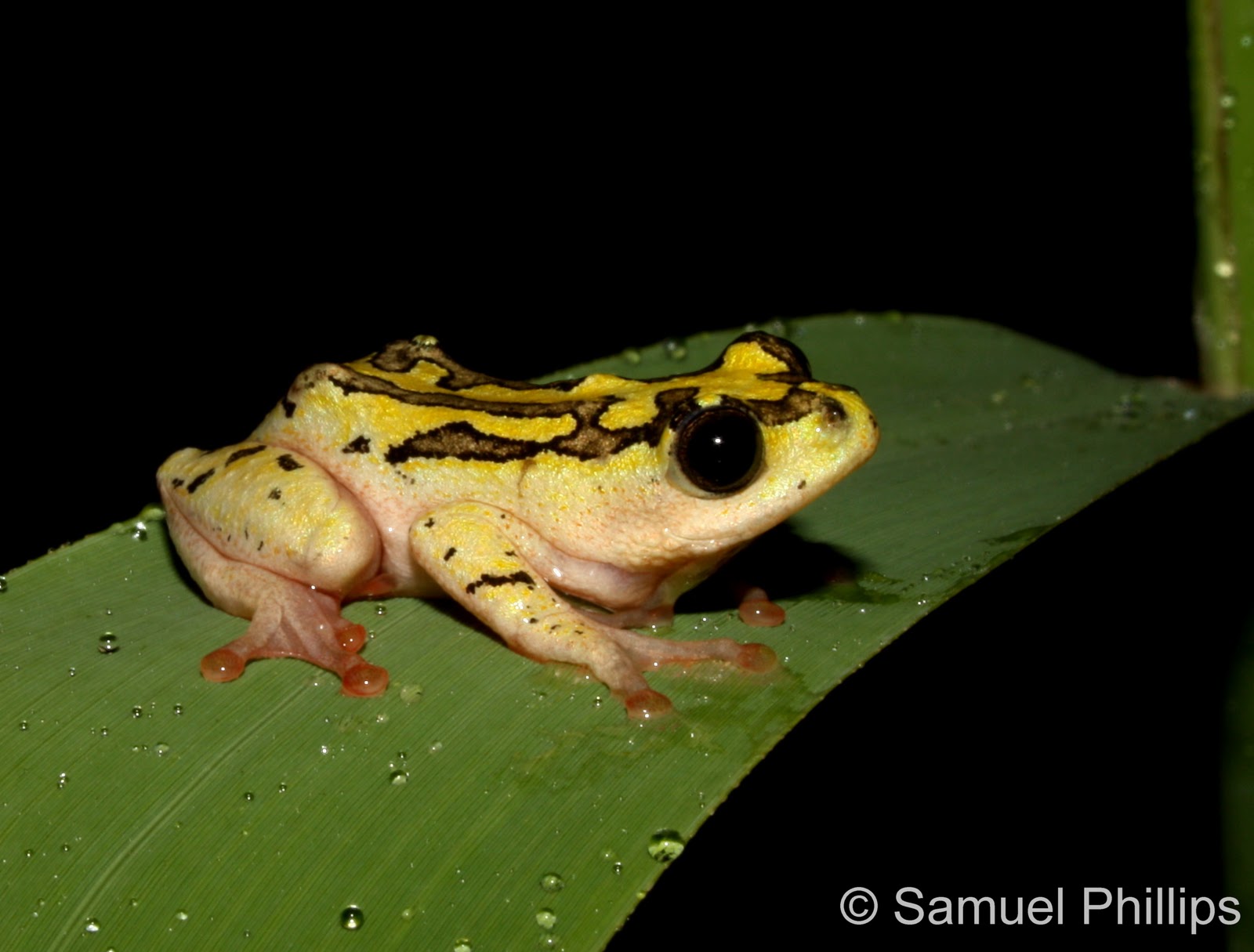 frog rencontre