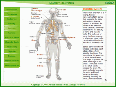 Media Pendidikan Alternatif: Anatomy Illustration