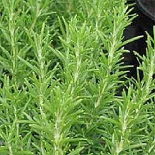 Bunga Rosemary Aroma Ini Seperti Minyak Talon Harum Bunga Rosemary Aroma Ini Seperti Minyak Talon Harum