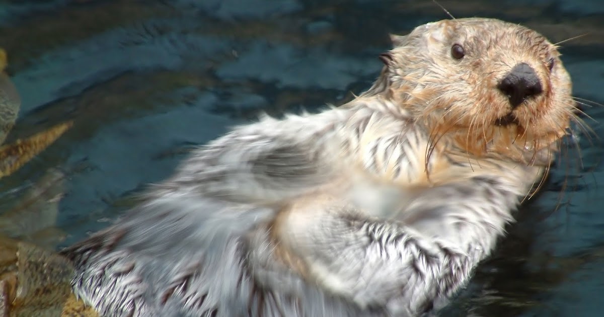Pool Purrs: Gram Swims Backwards!