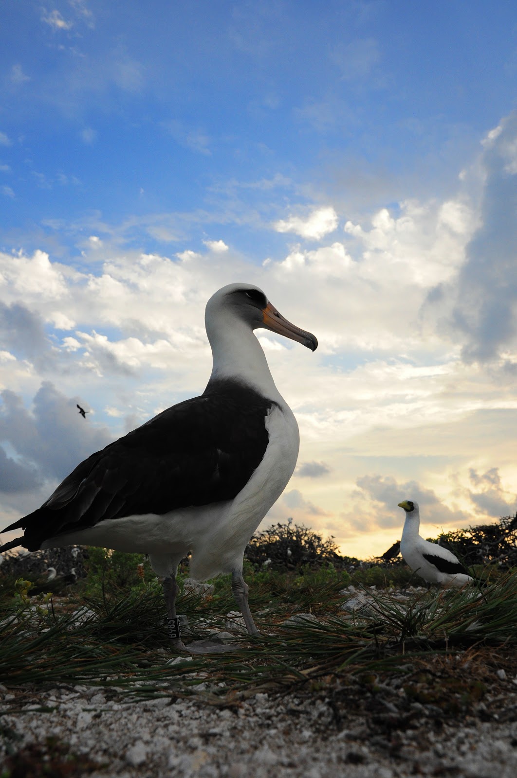 French Frigate Shoals (Kānemilohaʻi)Tern Island Blog Albatross nesting on Tern
