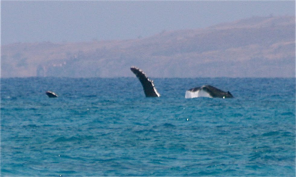 [IMG_5439.JPG]