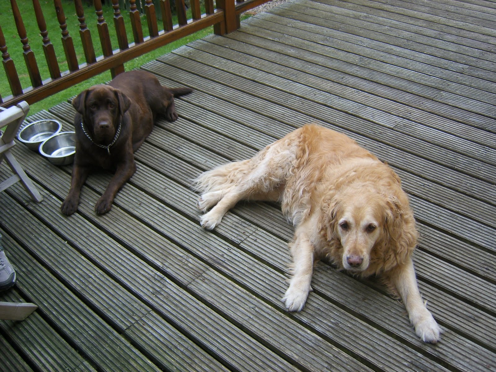 [Ruby+&+Lucy+on+the+decking+(4)++2009+030.jpg]