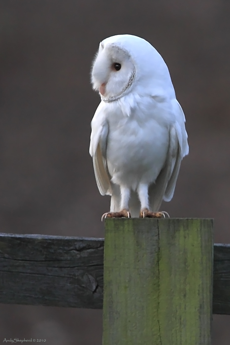 Image Result For Black And White Wildlife Photographya Image Result For Black And White Wildlife Photographya