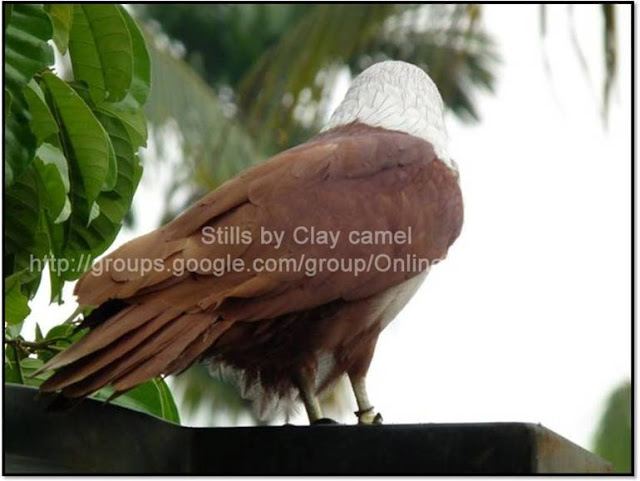 The King of Birds