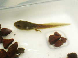 Jimmy The Tadpole