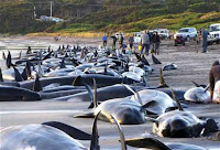 salvar delfines