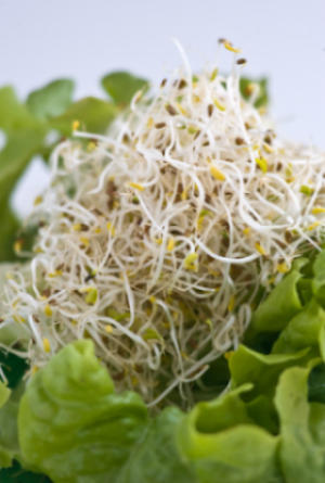 Nutritivos brotes y germinados brotes germinados