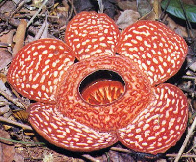 rafflesia 10 Tanaman Unik Di 
Dunia