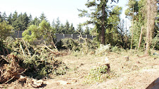 Clear cutting along 123rd in Seattle