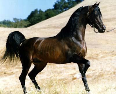 breeds of horses. The Arabian horse is a reed
