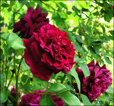 red garden rose