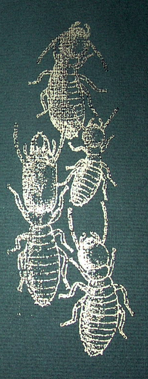[2007-08-03+termite.jpg]