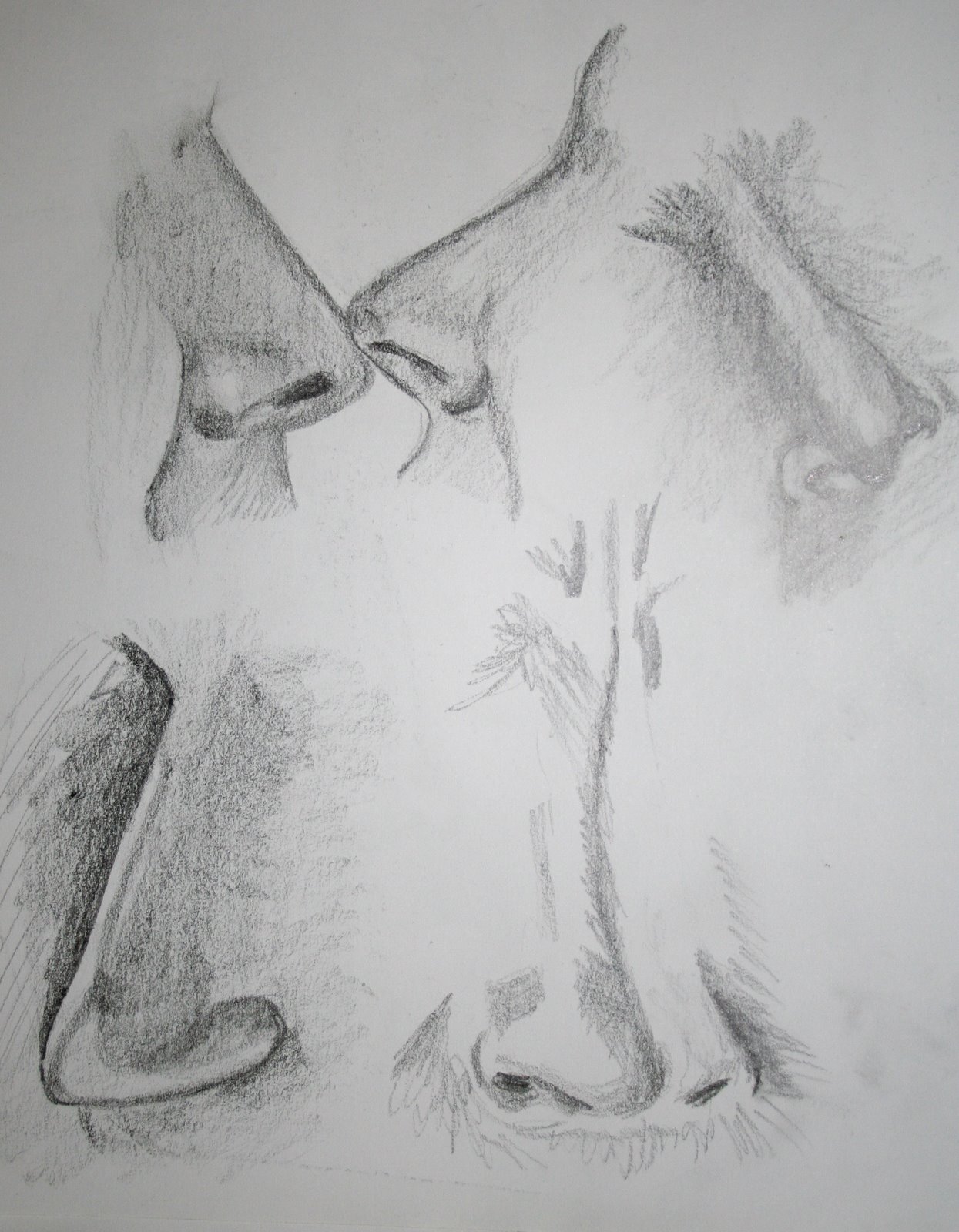 [05_29_noses_04.jpg]