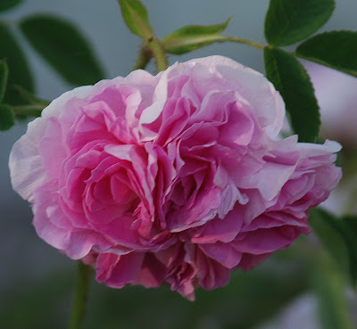 Rosa Blush Hip