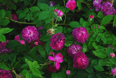 Rosa Erinnerung an Brod