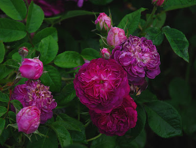 Rosa Erinnerung an Brod