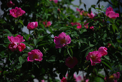 Rosa Complicata