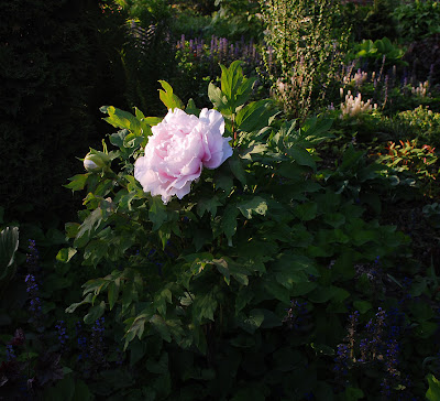 Paeonia suffruticosa 'Teni'