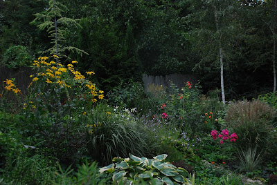Rudbeckia Herbstsonne