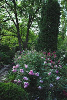 Cottage Rose