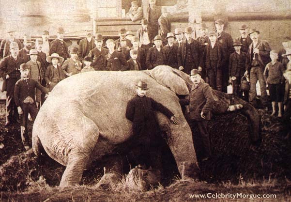 Embalmed to the Max: The Death of Jumbo the Elephant.