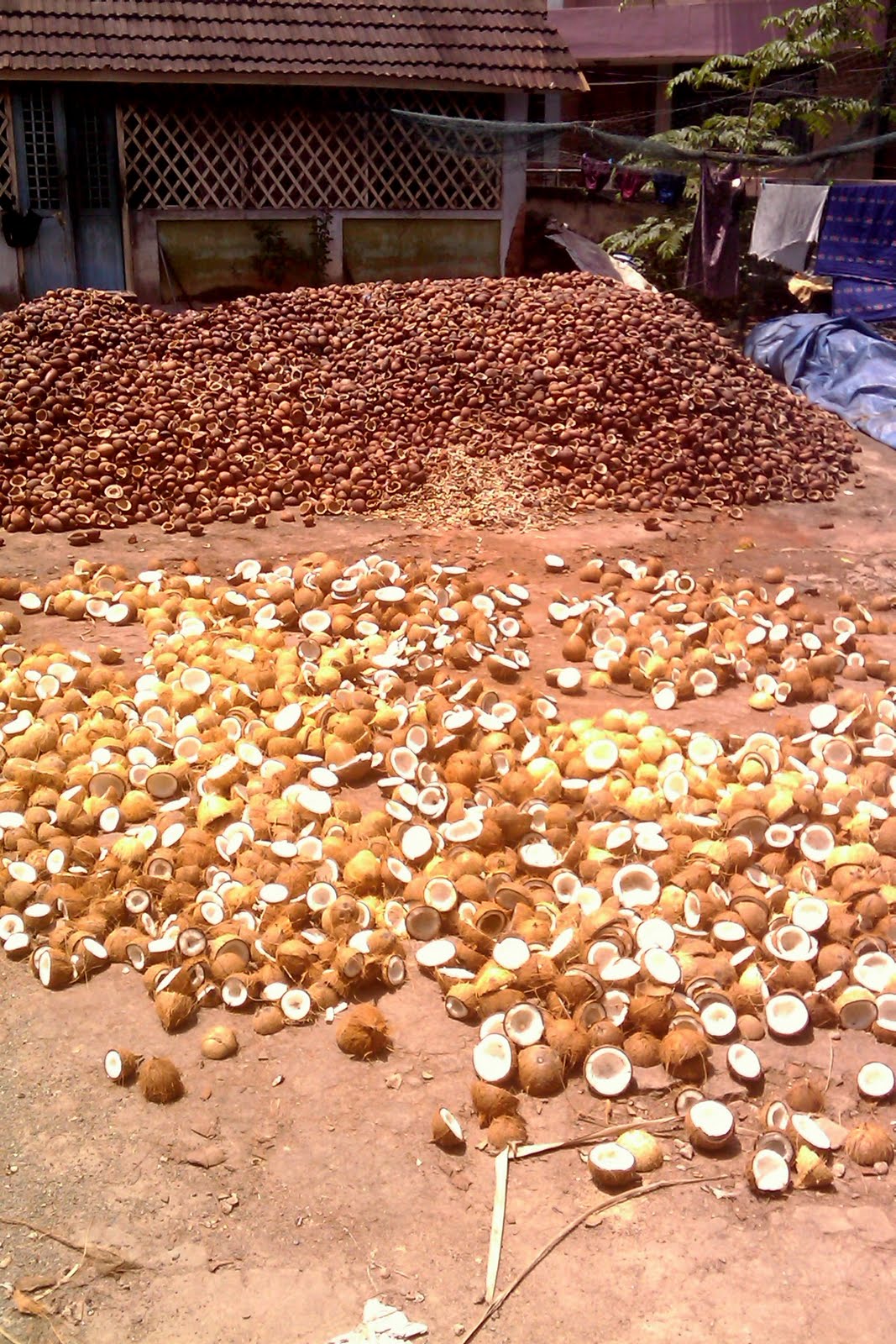 My Experiments & Discoveries The Coconut Oil Mill at Trivandrum