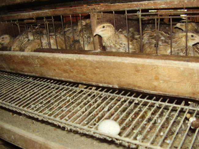 Viveiro Com Codornas