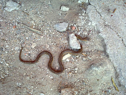 Cobra-de-escada - Elephe scalaris