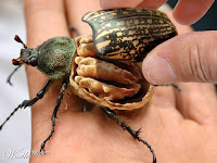 Beetle Plantimal