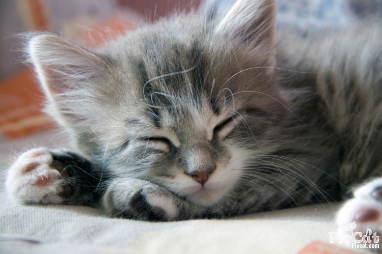 kitty sleep
