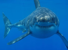 SHARKS RUEL!!!!!!!!!