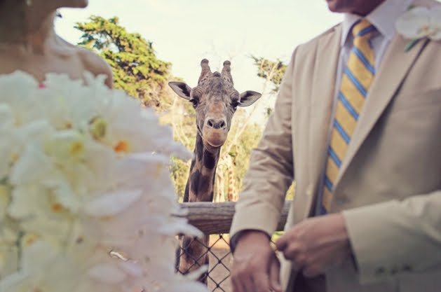 [zoo+wedding.jpg]