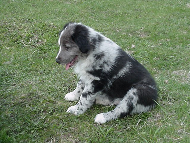 farm dogs agco s farm photo contest agco farm dogs agco s farm photo contest agco