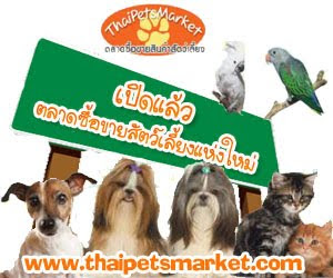 Thai Pets Market