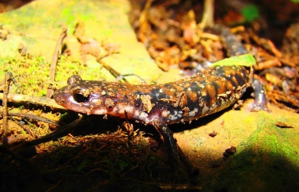 [Rich+Mountain+Salamander.bmp]