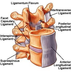 Sedikit Sharing Tentang Sistem Rangka (Pendok 2010 Inside, Senior bagi ilmu juga donk) Ligament+tulang+belakang