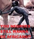 EndOfAmerica: U NEGROES ARE NOT RELATED TO THE AFRICANS!!! EndOfAmerica: U NEGROES ARE NOT RELATED TO THE AFRICANS!!!