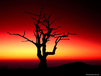 hd wallpaper trees. hd wallpaper trees. hd wallpaper trees.