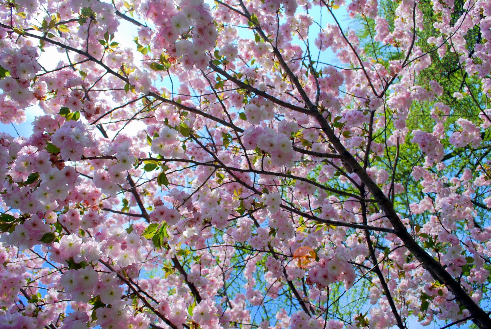 Mille Fiori Favoriti Cherry Blossom Time at the Brooklyn Botanic Garden