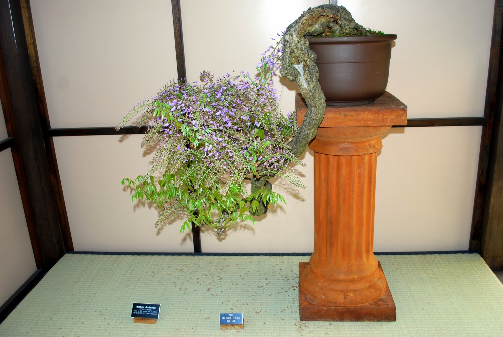 Mille Fiori Favoriti Bonsai at the Brooklyn Botanic Garden