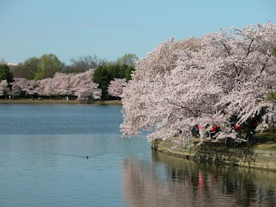 scheduled to attend The National Cherry Blossom Festival in Washington, cherry tree blossom festival. scheduled to attend The National Cherry Blossom Festival in Washington,