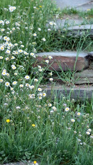 Daisy+chain+flowers+norfolk
