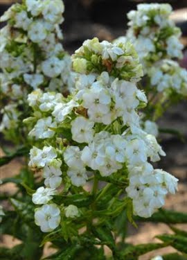 Phlox Jade