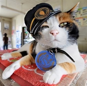 [Gato+Jefe+de+Estación.jpg]