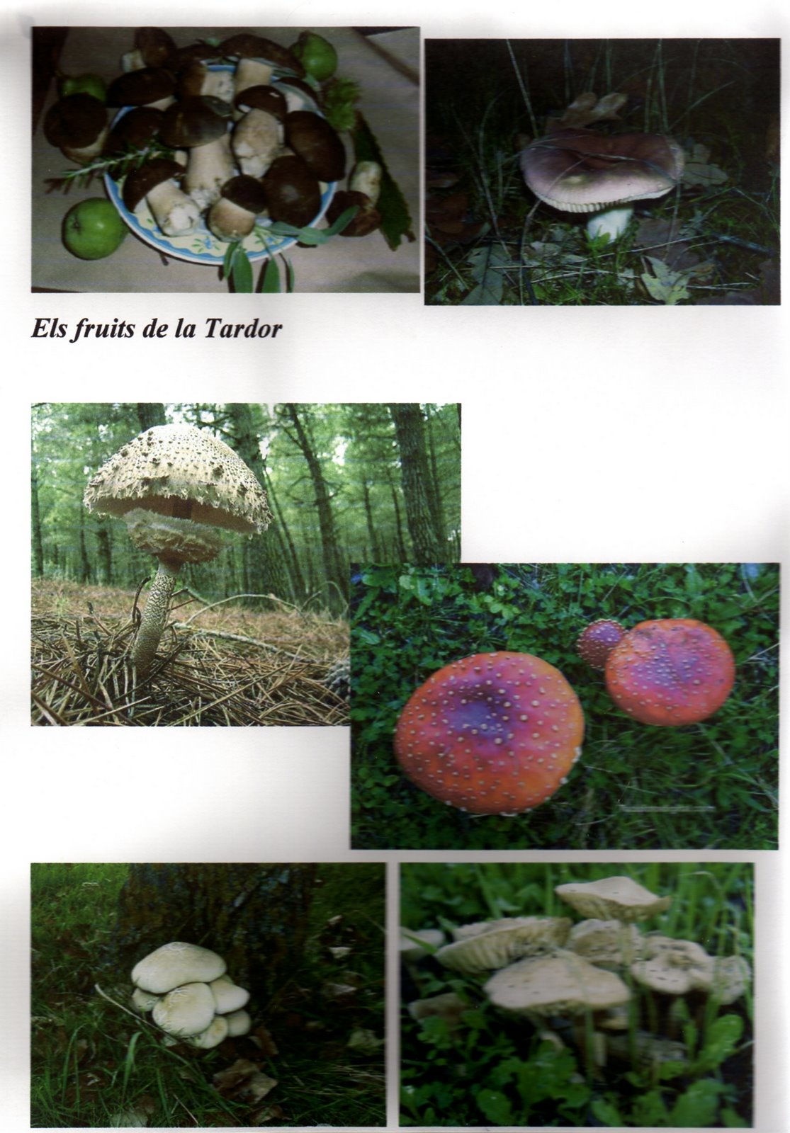 [tardor_fulles002.jpg]