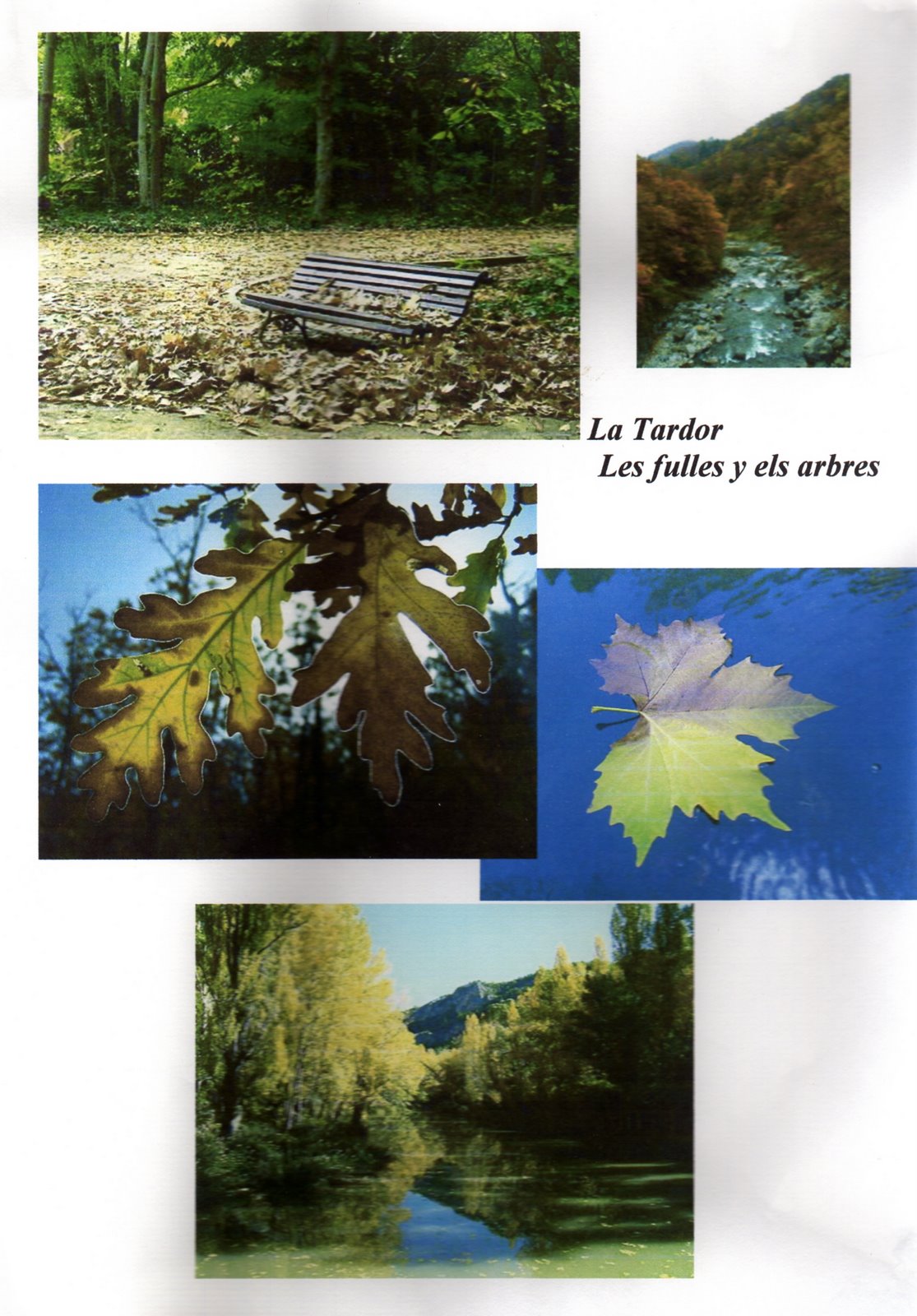 [tardor_fulles005.jpg]