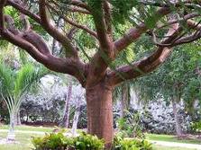 gumbo limbo tree gumbo limbo tree