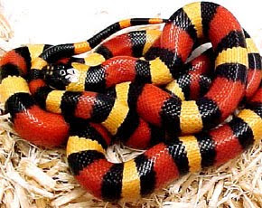 FALSA SERPIENTE falsa serpiente: