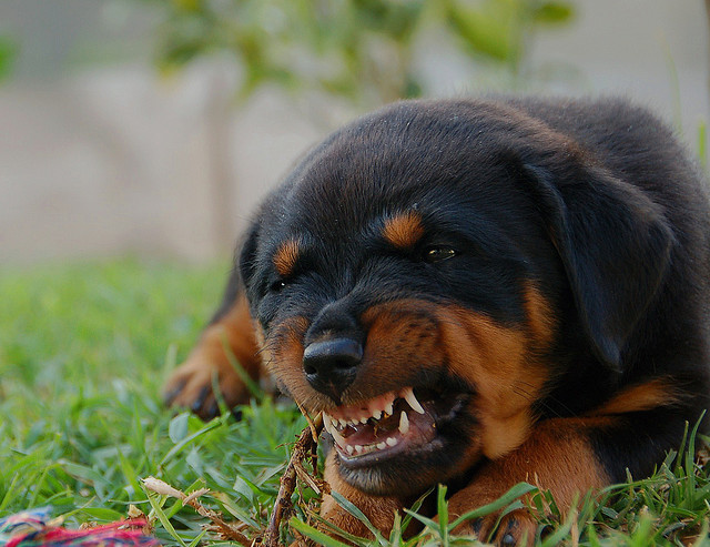 rottweiler meaning image gallery rottweiler rottweiler meaning image gallery rottweiler